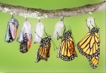 butterfly-cocoon1-e1347060327559