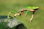 jumping-frog