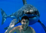 pictures-of-great-white-sharks-eating-people-meJA