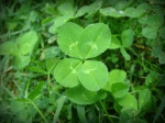 four leaf clover